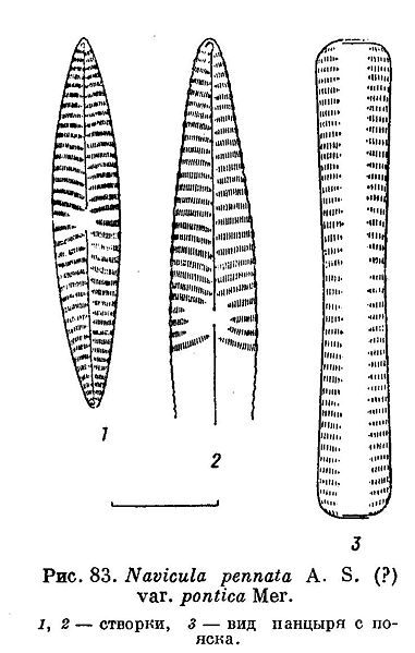 File:Navicula pennata var pontica.jpg