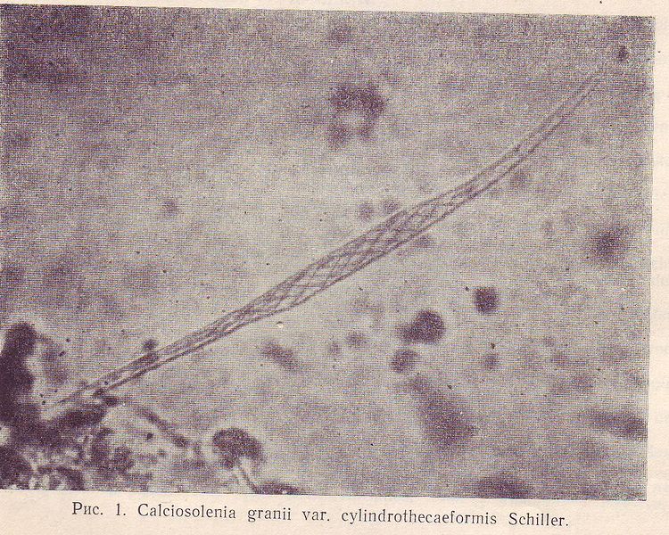 File:Calciosolenia granii var cylindrothecaeformis.JPG