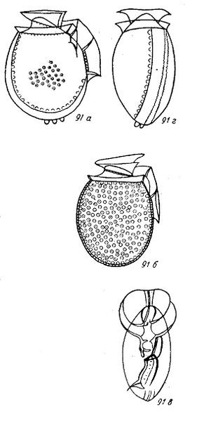 File:Dinophysis arctica.png