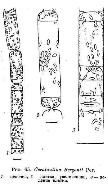 File:Cerataulina bergonii.jpg