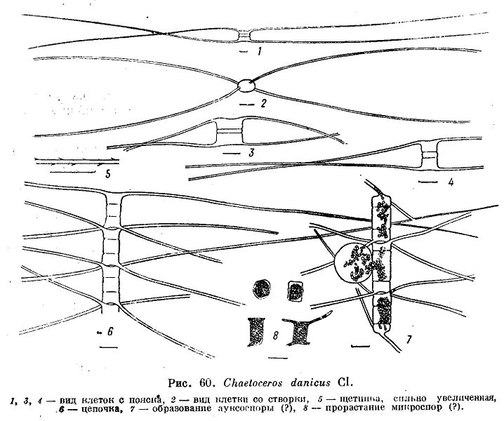 File:Chaetoceros danicus.jpg