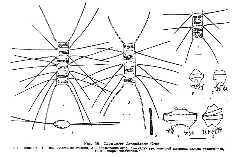 File:Chaetoceros lorenzianus.jpg