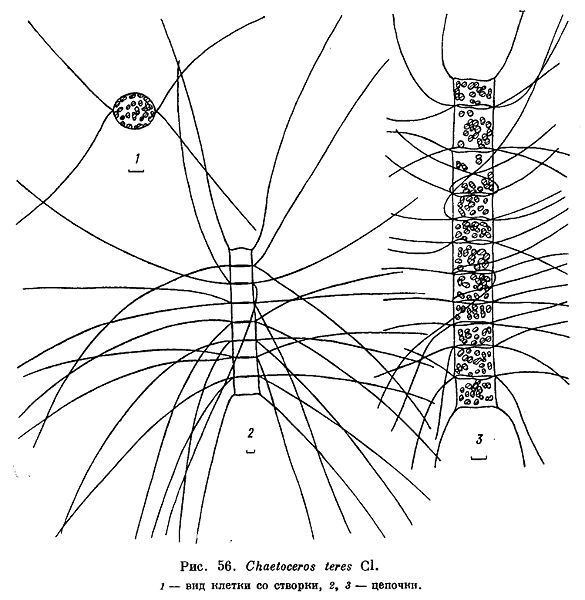 File:Chaetoceros teres.jpg