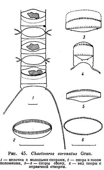 File:Chaetoceros coronatus.jpg