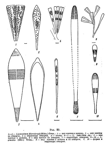 File:Licmophora.jpg