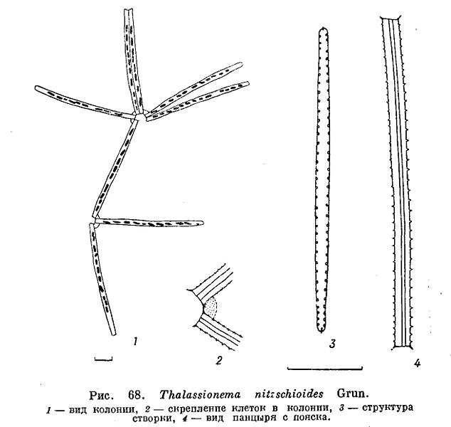 File:Thalassionema nitzschioides.jpg