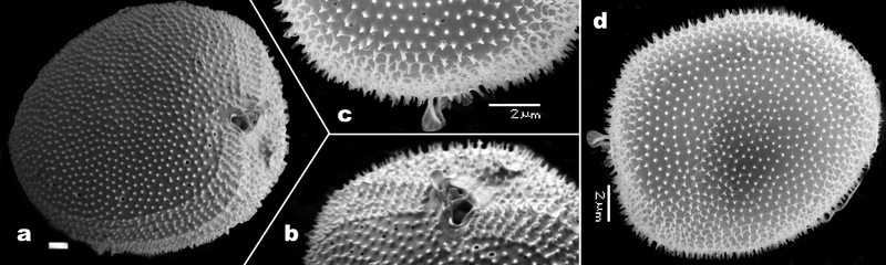 File:Velikova Fig 9 Proroc-cordatum & balticum 9.png