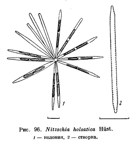 File:Nitzschia holsatica.jpg