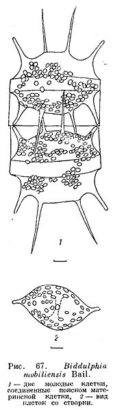 File:Biddulphia mobiliensis.jpg