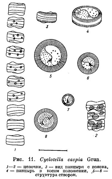 File:Cyclotella caspia.jpg