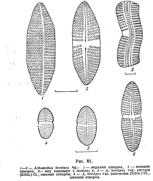 File:Achnanthes brevipes var.jpg