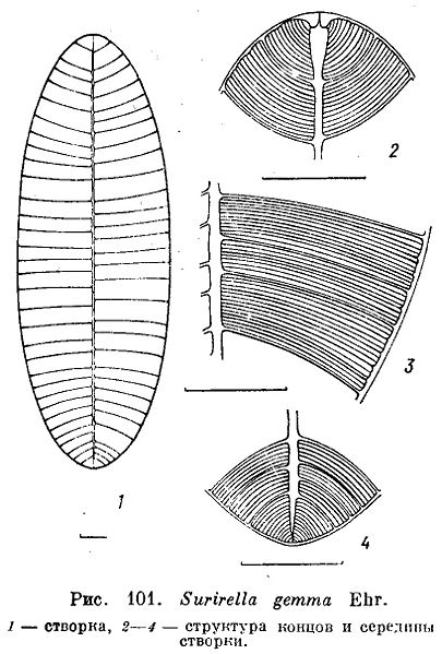 File:Surirella gemma.jpg