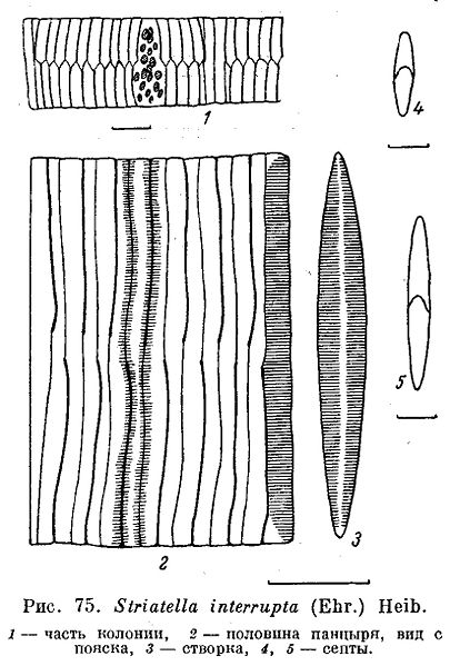 File:Striatella interrupta.jpg