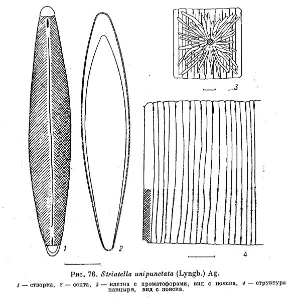 File:Striatella unipunctata.jpg