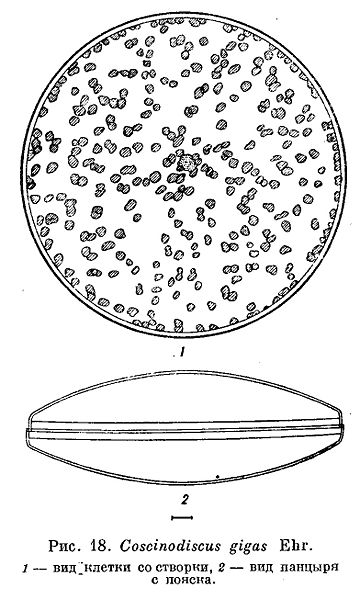 File:Coscinodiscus gigas.jpg